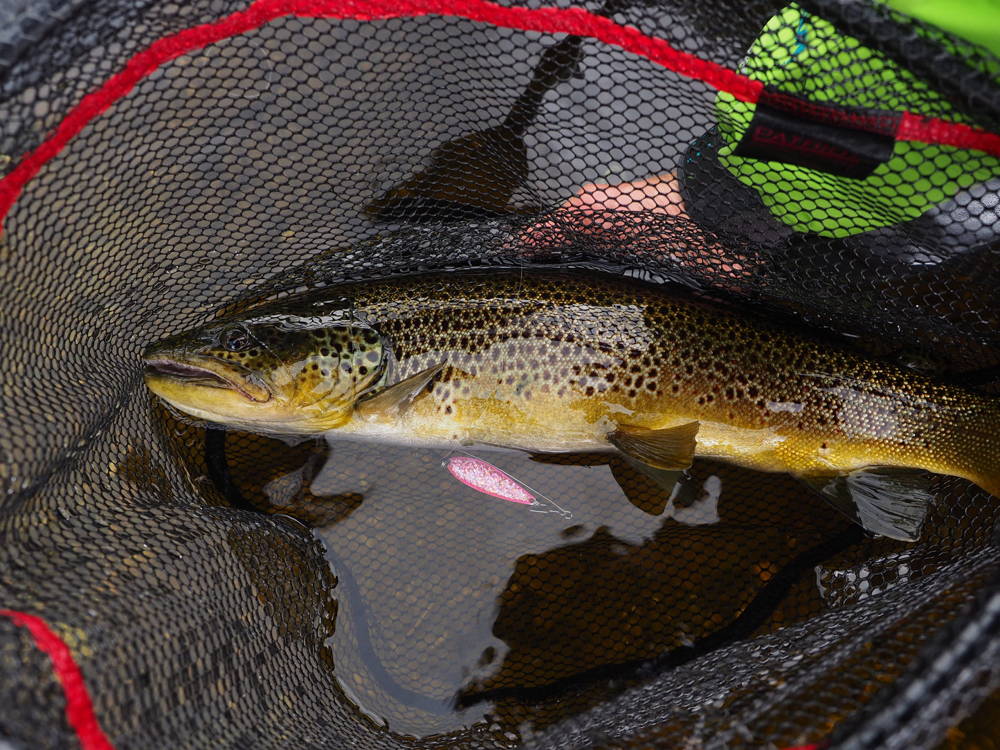 Norolans bästa öringdrag 5-pack