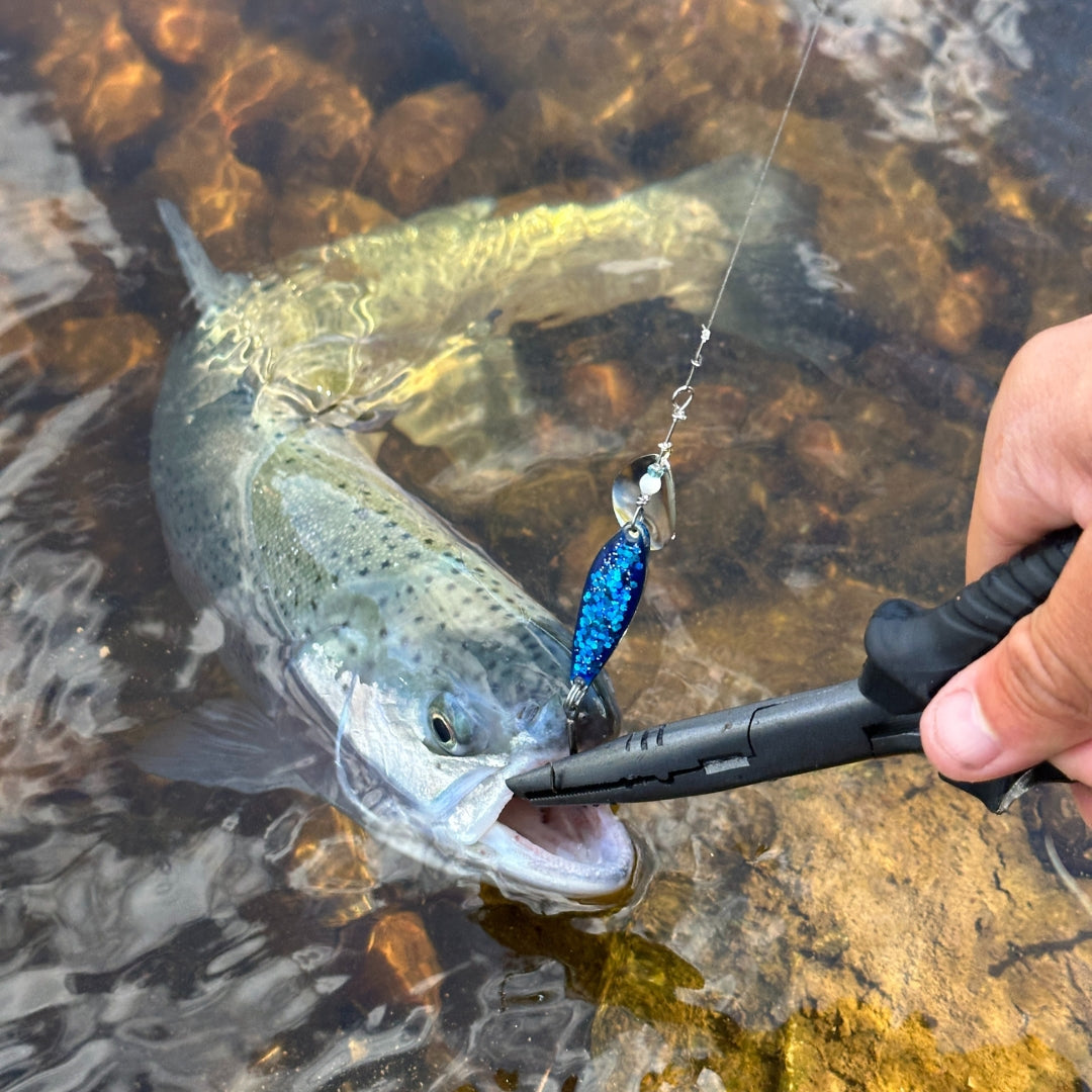 Norolans & Team Galants favoritbeten för regnbåge i 5-pack