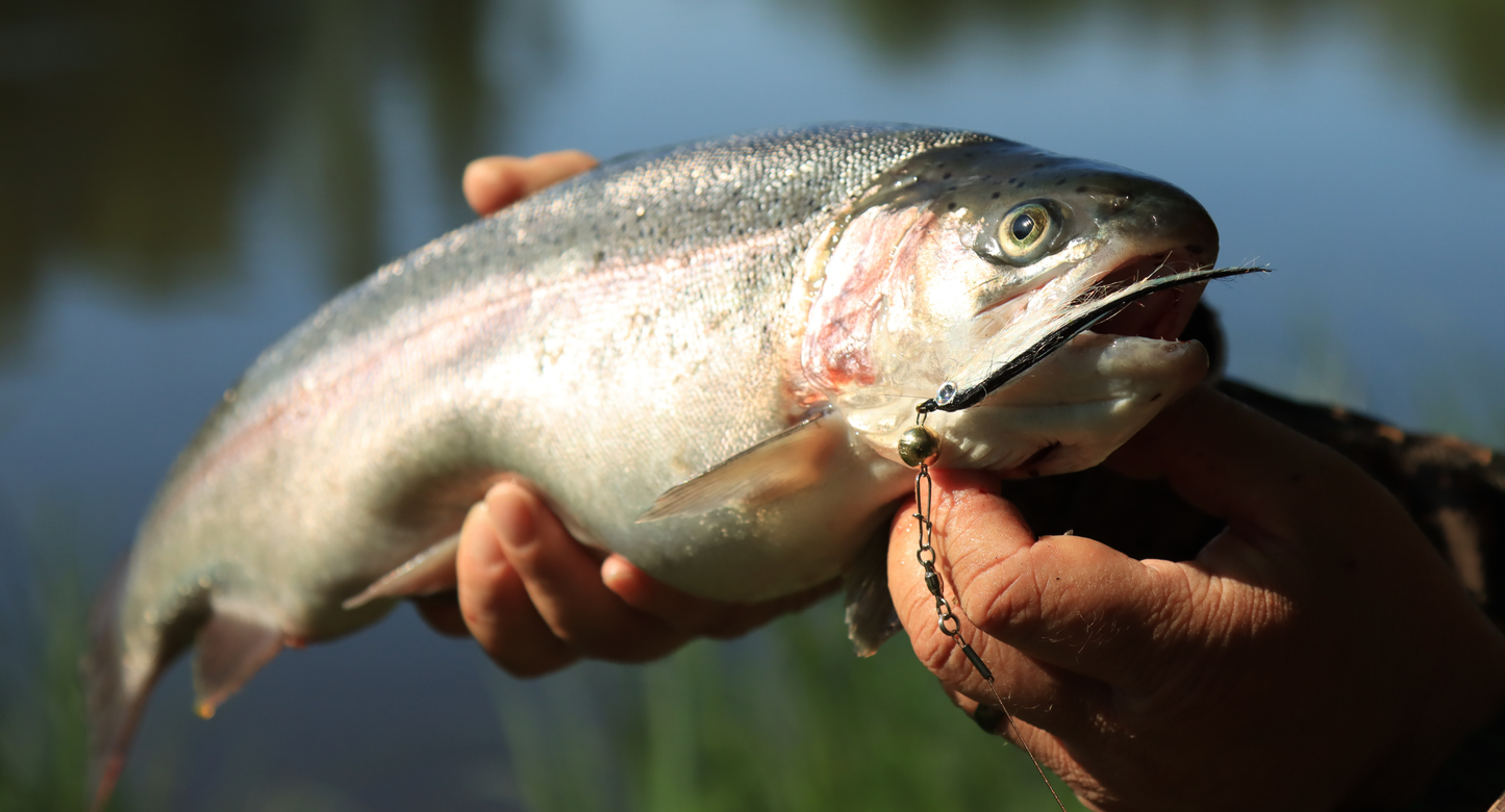 Norolan Rebel Rocker: fligg för öring, gös och gädda