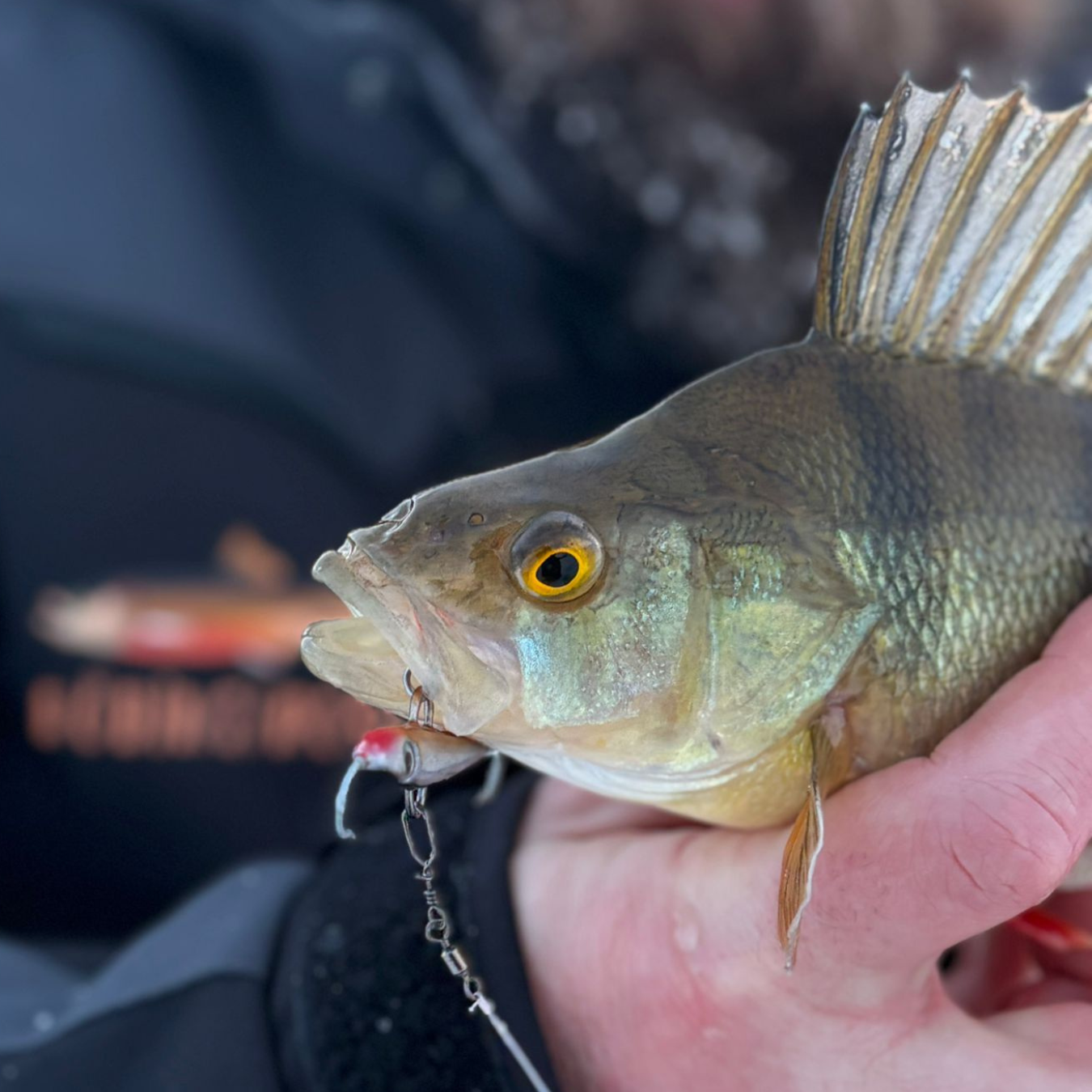 Norolans bästa abborrpirkar – 5-pack