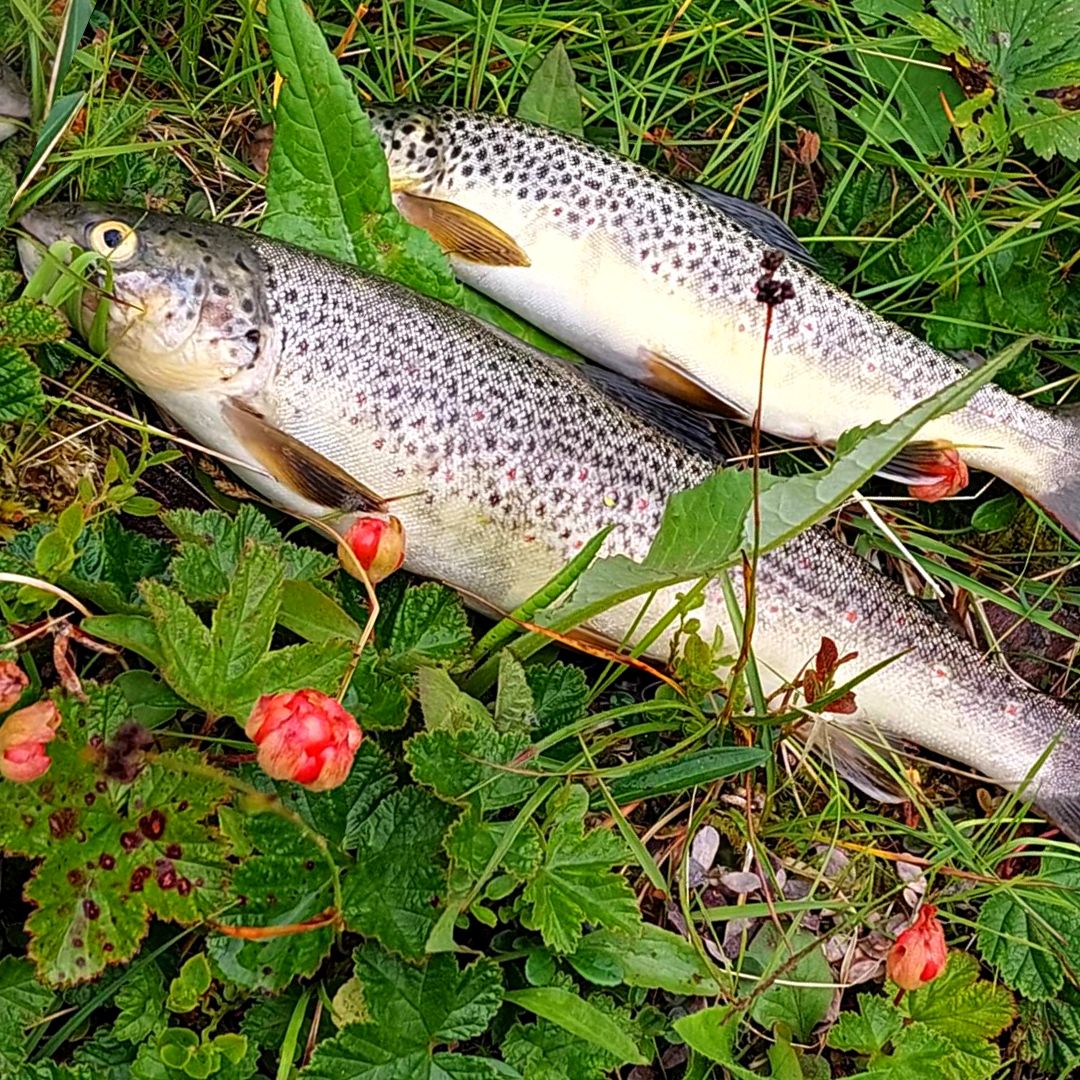 Norolan Rebel Rocker: fligg för öring, gös och gädda
