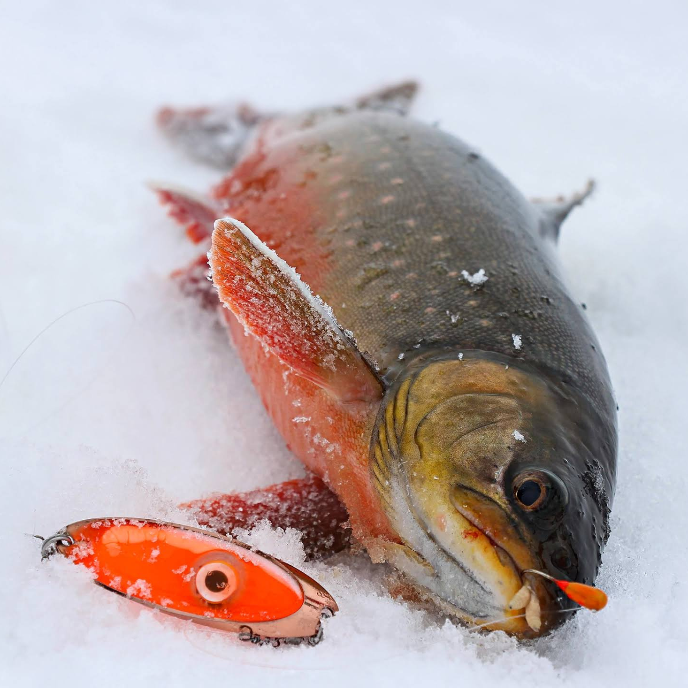 Rödingfrossa Special Rödingpirk 2-pack med utbytbar LED – Paketpris