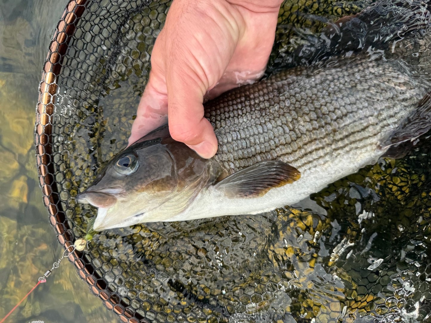 Norolan Rizz Rocker: en fligg för ädelfisk och abborre