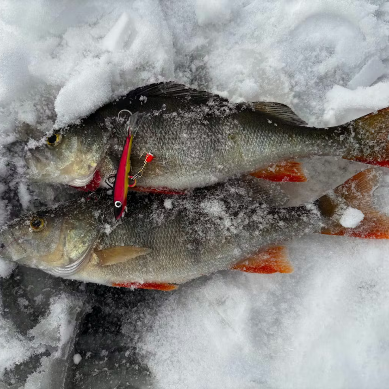 Norolan Balance Banger Balanspirk