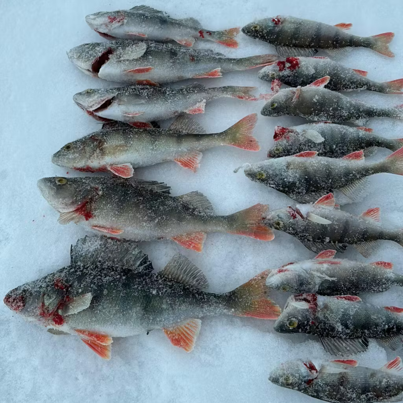 Norolan Balance Banger Balanspirk